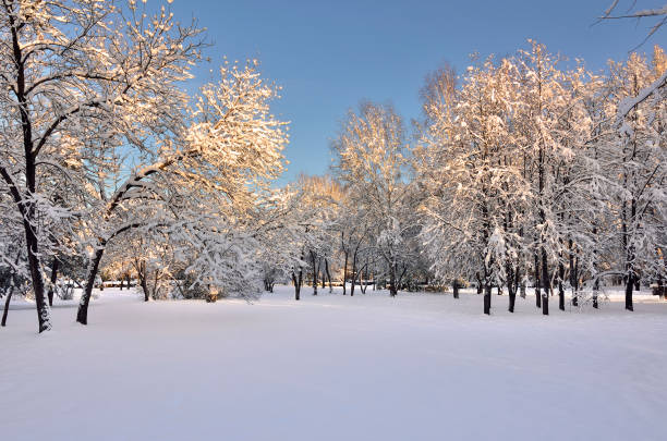 istock Sunny winter landscape in city park 841636616