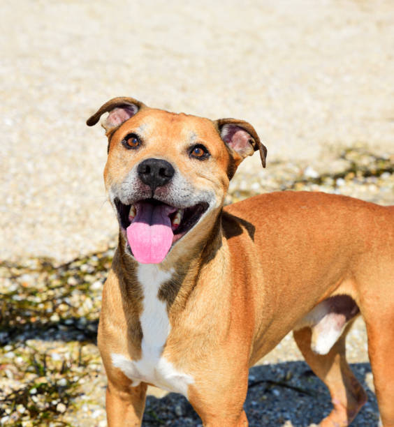 istock red-haired American pit bull outdoors 841642410