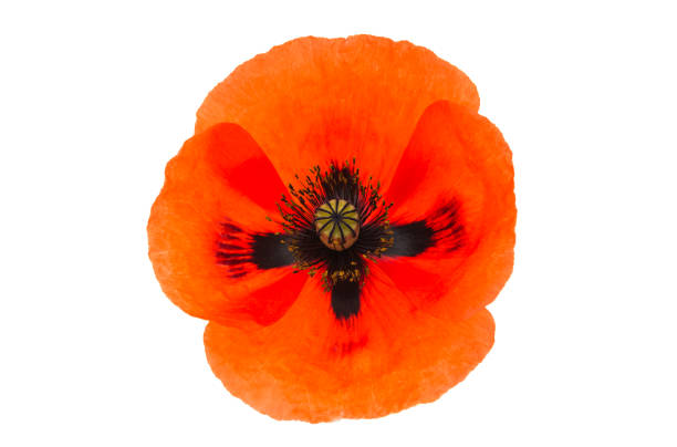 istock Beautiful poppies isolated 841642540