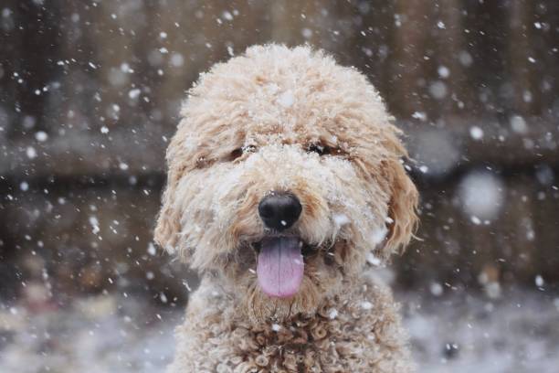 Happy Dog Goldendoodle in the snow Dominic stock pictures, royalty-free photos & images