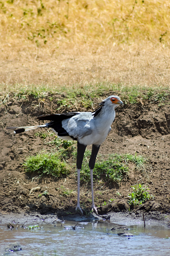 Common crane in swamp, natural habitat, springtime, vertical picture.