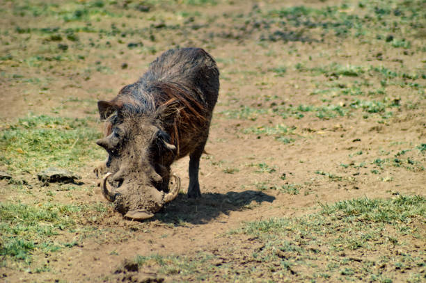 Warthog in the savanna of the Tarangire Park in Tanzania