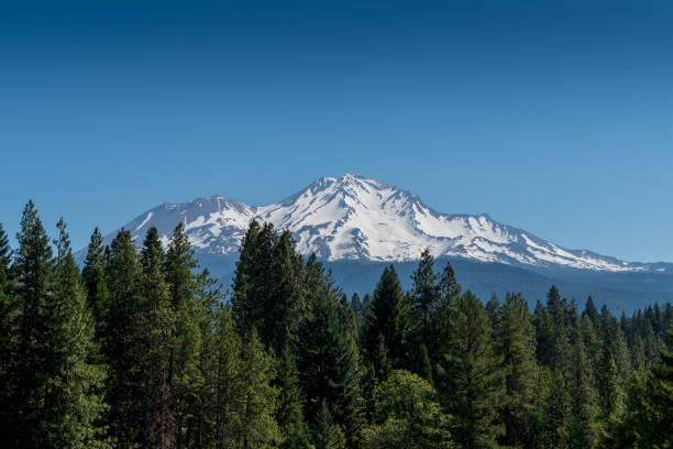 istock Mount Shasta Looms Over Pine Trees 841652902