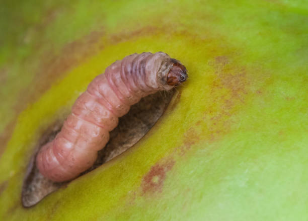 Caterpillar pest Codling moth crawls on a green apple Caterpillar pest Codling moth crawls on a green apple fruit. larva stock pictures, royalty-free photos & images