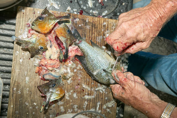 istock Fisherman cleaning a freshly caught bream 841653246