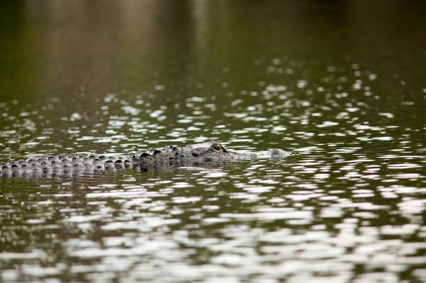istock Submerged alligator lurking in river 841654226