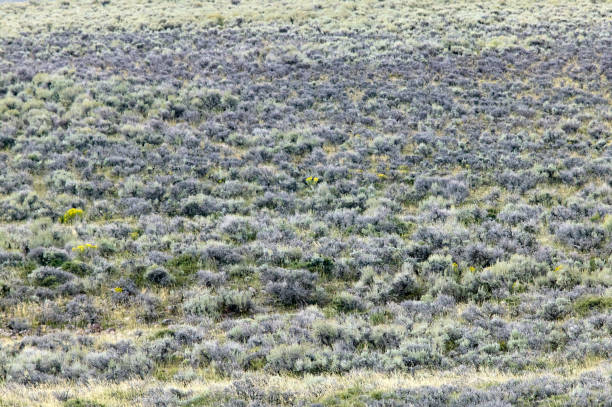 A western meadowlark is perched on a bush near Coulee City, Washington.