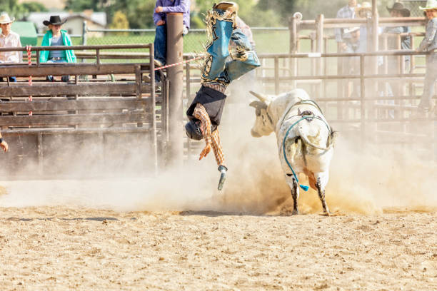 istock Bull Rider is Thrown from a Bull during Rodeo Competition 841655610