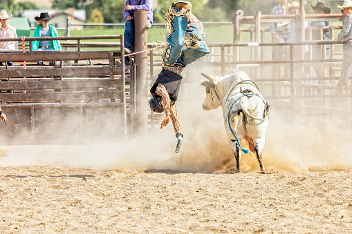 Bull Rider is Thrown from a Bull during Rodeo Competition