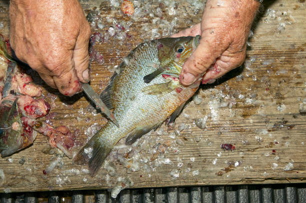 istock Close up of old mans hands scaling a fish 841657358