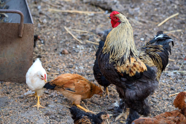 istock Cock is on the farmyard 841657490