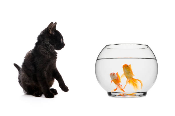 istock Black Cat Looking at Goldfish Isolated 841659864
