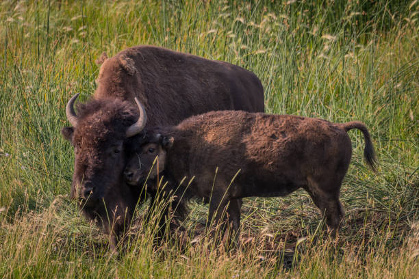 istock Bison Calf Nuzzles Against Mother 841660010
