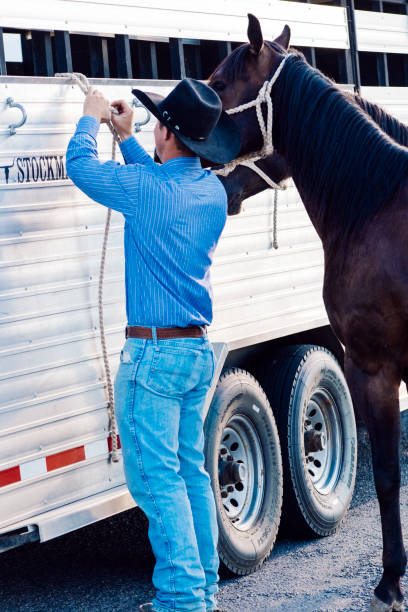 istock Young western man tying his horse's tether to the trailer to prep to groom it. 841663306