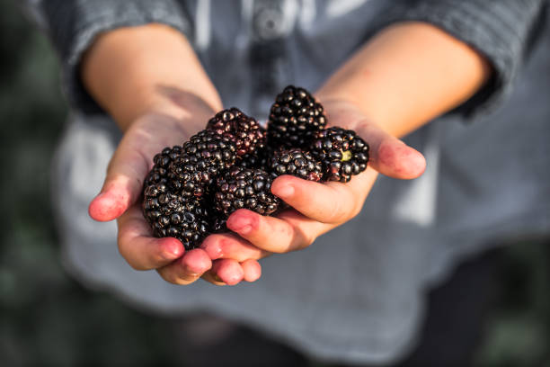 istock girl holding in hand fresh blackberries 841663436