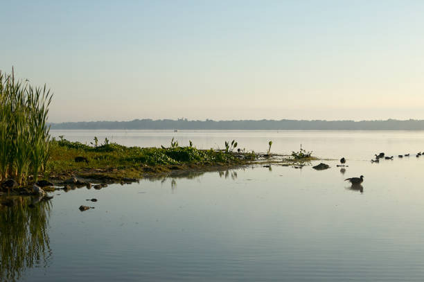 Beautiful calm morning lake and waterfowl stock photo