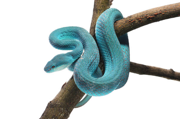 istock Komodo island pit blue viper isolated on white background 841664228