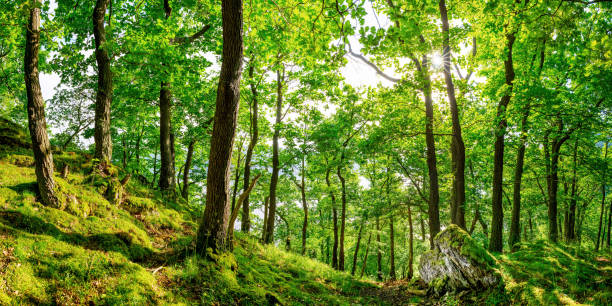 bosque - eifel fotografías e imágenes de stock