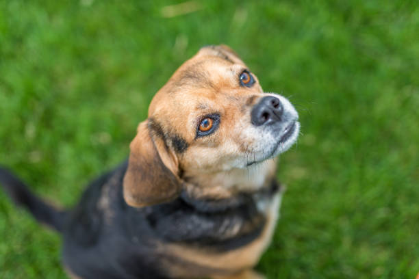 istock Portrait of a cute beagle 841676392