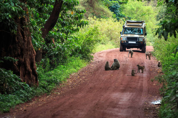 tanzanie 사파리 - lake manyara national park 뉴스 사진 이미지