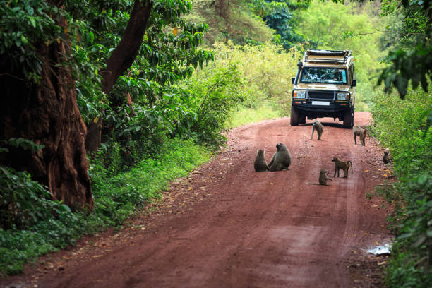 Tanzania Safari Path with monkeys at Lake Manyara National Park arusha region stock pictures, royalty-free photos & images