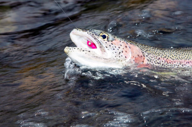 istock Rainbow trout with a colorful fly in its mouth 841686940