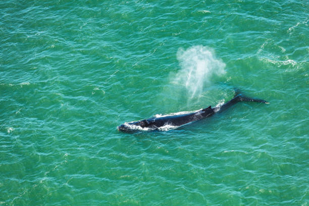 Humpback whales in San Francisco Bay viewed from the Golden Gate Bridge