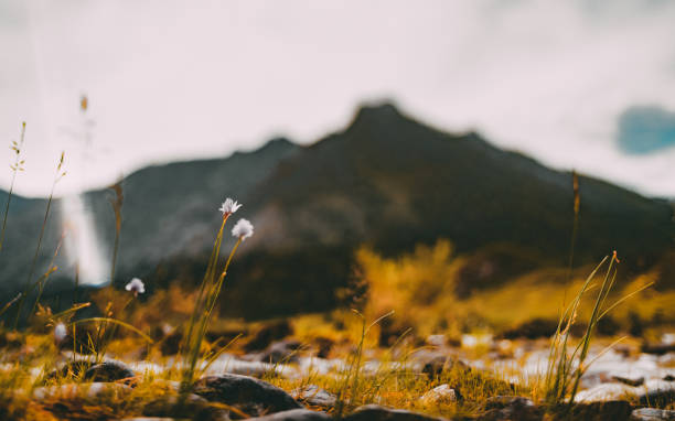 花とアルタイ山脈 tiltshift 風景 - tilt shift lens landscape mountain range overcast ストックフォトと画像