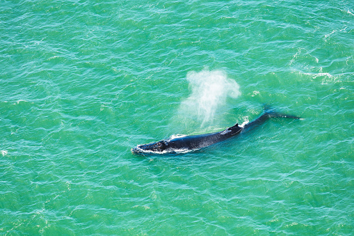 Humpback whales in San Francisco Bay viewed from the Golden Gate Bridge