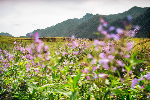 Tilt-shift view of idyllic summer scenery with purple flowers in foreground on grassland surrounded by greenery and mountain ridge in background, Altai mountains near Chemal district, Russia
