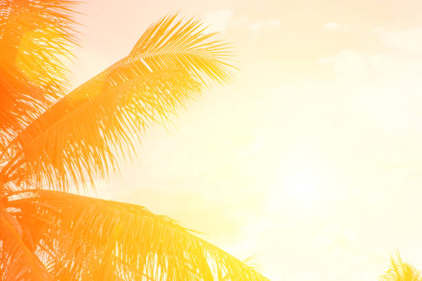 istock Evening sun shines through the coconut in the garden. 841695628