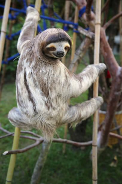 Happy rescued male sloth in El Valle de Anton, Panama.