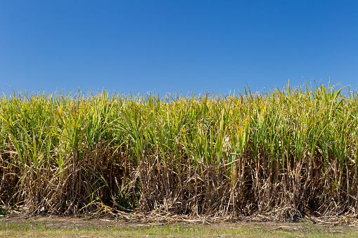 Sugar Cane crop in field ready for harvest on clear day with blue sky