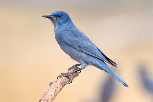 An adult Pinyon Jay (Gymnorhinus cyanocephalus) at a feeding station in central Oregon. The Pinyon Jay is an odd, crow-like jay that travels about in nomadic flocks of up to 250 birds in response to the availability of its primary food, the seeds of various pinyon pines.  They also consume berries and other seeds. The Pinyon Jay has been listed as Vulnerable on the IUCN Red List because of extensive conversion of pinyon-juniper habitat to grazing land.