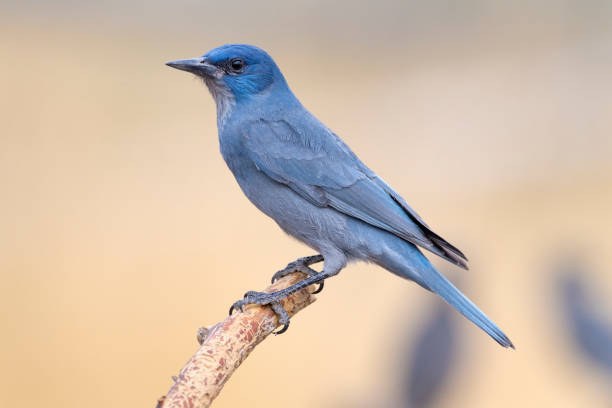 Adult Pinyon Jay Facing Right An adult Pinyon Jay (Gymnorhinus cyanocephalus) at a feeding station in central Oregon. The Pinyon Jay is an odd, crow-like jay that travels about in nomadic flocks of up to 250 birds in response to the availability of its primary food, the seeds of various pinyon pines.  They also consume berries and other seeds. The Pinyon Jay has been listed as Vulnerable on the IUCN Red List because of extensive conversion of pinyon-juniper habitat to grazing land. jay stock pictures, royalty-free photos & images