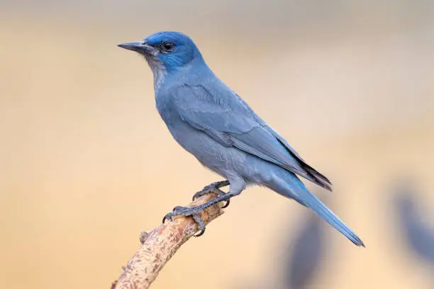 An adult Pinyon Jay (Gymnorhinus cyanocephalus) at a feeding station in central Oregon. The Pinyon Jay is an odd, crow-like jay that travels about in nomadic flocks of up to 250 birds in response to the availability of its primary food, the seeds of various pinyon pines.  They also consume berries and other seeds. The Pinyon Jay has been listed as Vulnerable on the IUCN Red List because of extensive conversion of pinyon-juniper habitat to grazing land.
