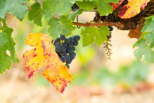 istock Ripe red wine grape ready to harvest 841712418