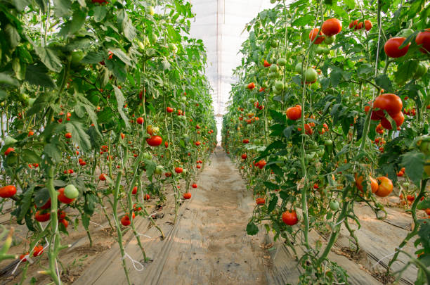 istock Organic tomatoes in green house 841730204