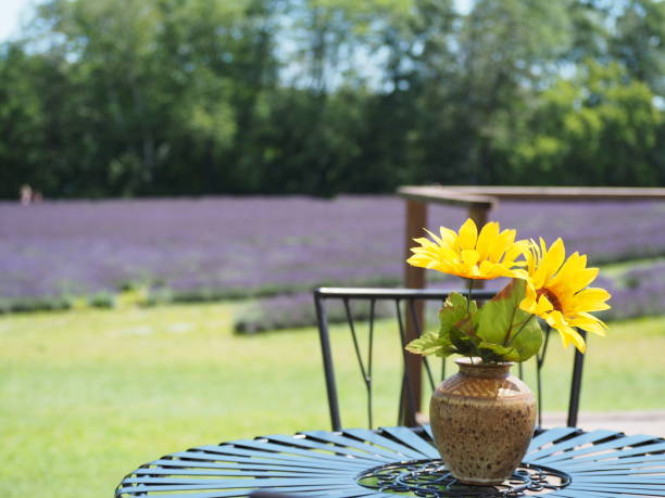 istock Lavender Farm and patio 841741962