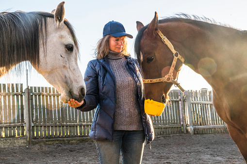 Mature woman feeding two horses on the ranch, Belarus, Eastern Europe