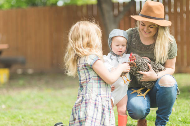 istock Urban Chicken Farm! 841744960