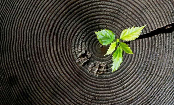 istock Young plant growing from old stump 841748938