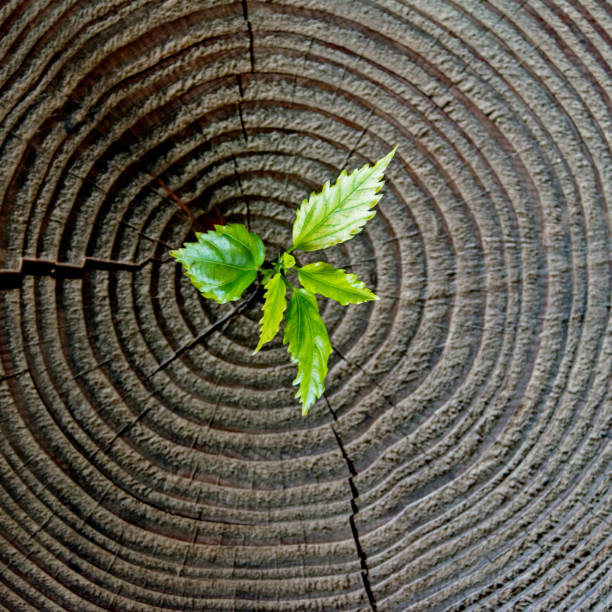 istock Young plant growing from old stump 841749352