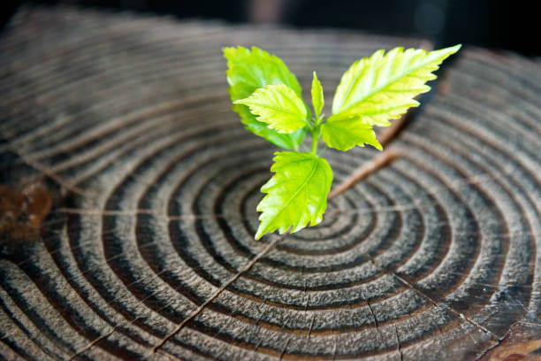 istock Young plant growing from old stump 841751592