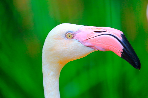 Idyllic Animal Birdwatch safari: Beautiful andean Flamingo side view head, tropical freshwater bird with long neck – Atacama desert – Laguna Colorada, Bolivian Andes