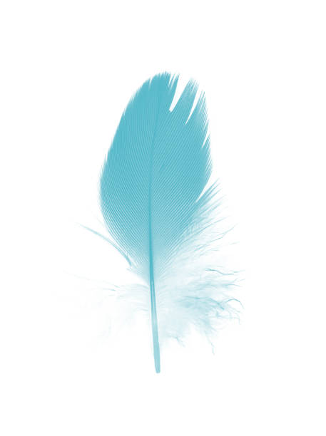 istock feather color turquoise emerald green on white background 841751722