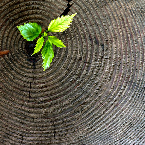 istock Young plant growing from old stump 841751752