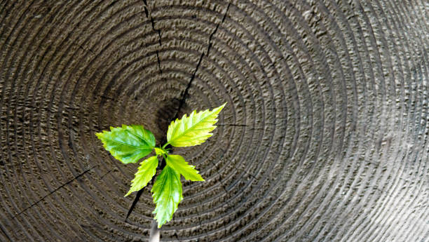 istock Young plant growing from old stump 841751754