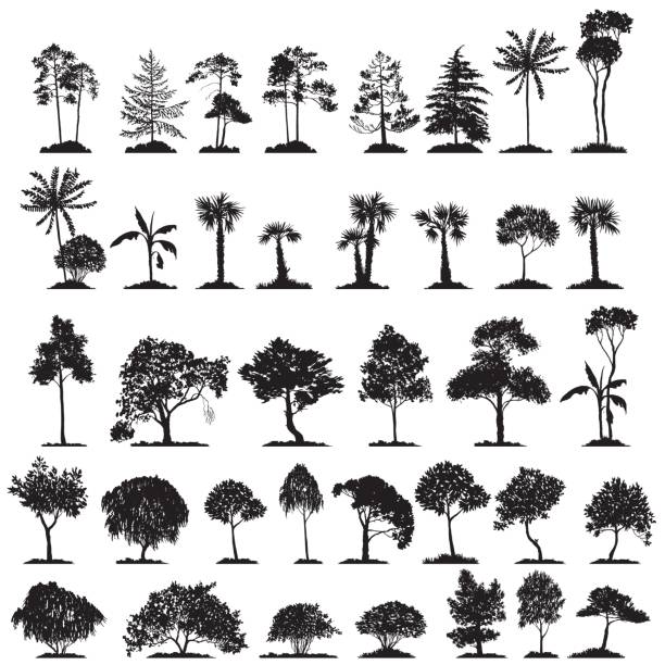 ilustraciones, imágenes clip art, dibujos animados e iconos de stock de conjunto de vectores de árboles de hoja caduca - arce ilustraciones