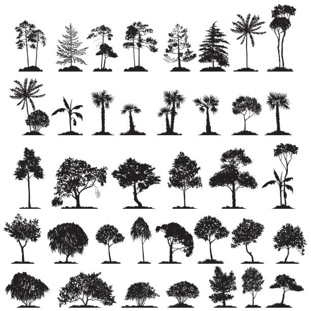 vector set of deciduous trees vector set of deciduous trees, hand drawn isolated natural elements linden new jersey stock illustrations